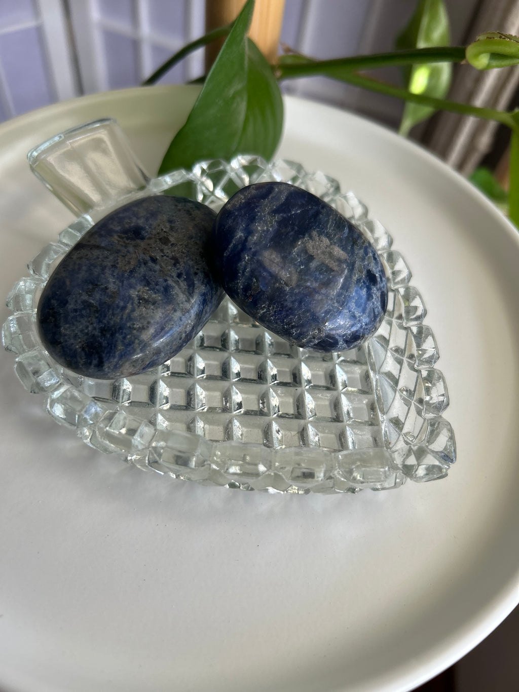 Sodalite Palms
